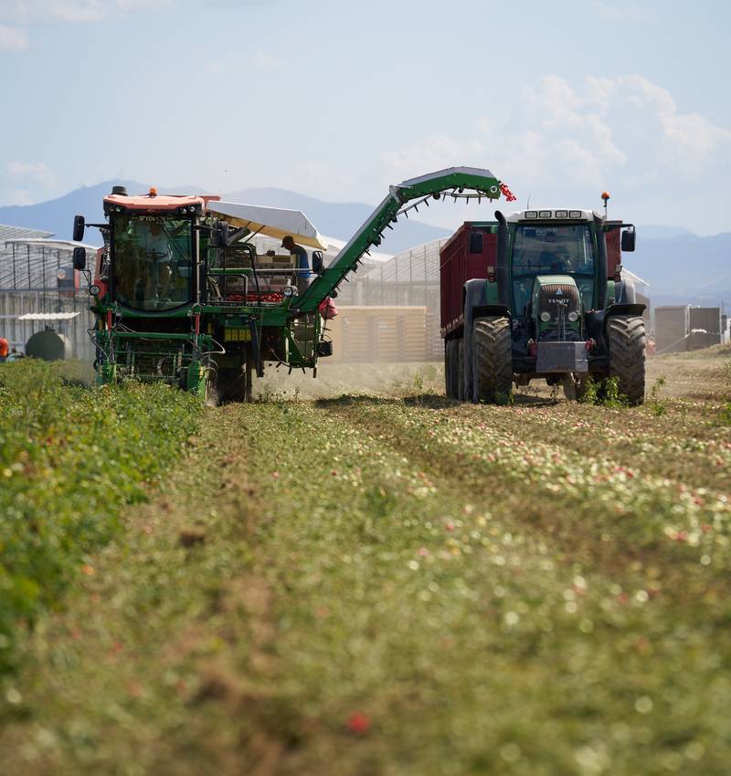 Die Tomatenernte 2025 ist beendet: ein Abschluss, der neue Anfänge markiert